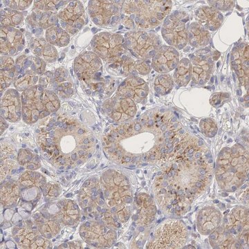 ANTI-PCDH11X antibody produced in rabbit Prestige Antibodies&#174; Powered by Atlas Antibodies, affinity isolated antibody, buffered aqueous glycerol solution