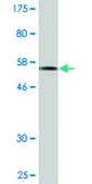 Monoclonal Anti-DAPP1 antibody produced in mouse clone 1E1, purified immunoglobulin, buffered aqueous solution