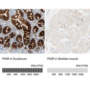 Anti-PIGR antibody produced in rabbit Prestige Antibodies&#174; Powered by Atlas Antibodies, affinity isolated antibody, buffered aqueous glycerol solution, Ab2