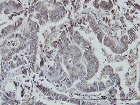 ANTI-FOXO3A antibody produced in mouse clone 4F2, purified immunoglobulin, buffered aqueous solution