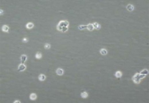 白血病抑制因子人 5 &#181;g, human recombinant LIF protein, expressed in E. coli, suitable for stem cell culture