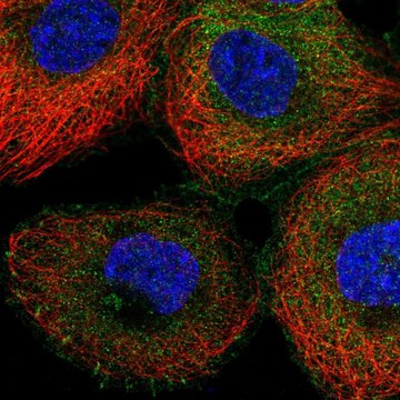 Anti-NCK1 antibody produced in rabbit Prestige Antibodies&#174; Powered by Atlas Antibodies, affinity isolated antibody