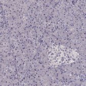 Anti-FRRS1L antibody produced in rabbit Prestige Antibodies® Powered by Atlas Antibodies, affinity isolated antibody