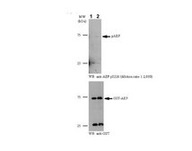 Anti-phospho AEP (Ser226) from rabbit