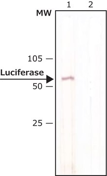 Anti-Luciferase antibody, Mouse monoclonal clone LUC-1, purified from hybridoma cell culture