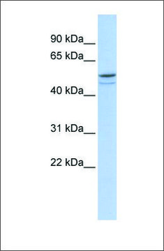 Anti-DMRTA1 antibody produced in rabbit affinity isolated antibody