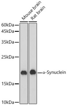 Anti-α-Synuclein Antibody, clone 10Y4X3, Rabbit Monoclonal