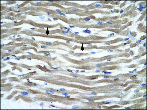 Anti-DLX2 (AB1) antibody produced in rabbit IgG fraction of antiserum