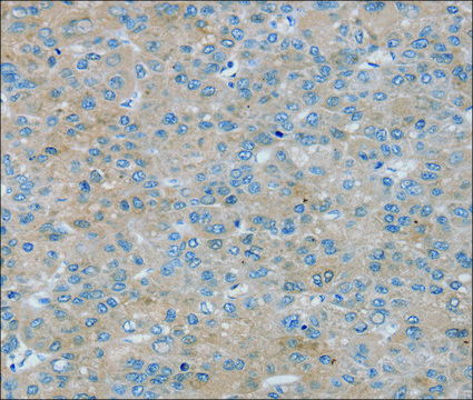 Anti-RASA4 affinity isolated antibody