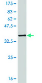 Monoclonal Anti-SIX3, (C-terminal) antibody produced in mouse clone 3F1, purified immunoglobulin, buffered aqueous solution