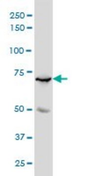 Monoclonal Anti-MYBL2 antibody produced in mouse clone 4B4, purified immunoglobulin, buffered aqueous solution