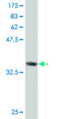 Monoclonal Anti-C9orf98 antibody produced in mouse clone 3B8, purified immunoglobulin, buffered aqueous solution