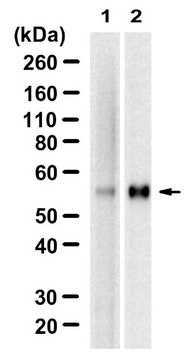 Anti-pSmad1 Ser463/465 Antibody, clone 1N12 ZooMAb&#174; Rabbit Monoclonal recombinant, expressed in HEK 293 cells