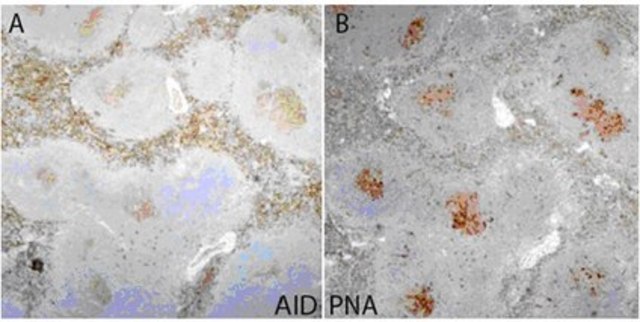 Anti-Activation-induced cytidine deaminase (AID) Antibody, clone 328.8 clone 328.8, from rat