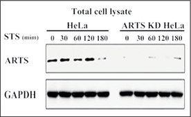 Anti-ARTS antibody, Mouse monoclonal clone ARTS51, purified from hybridoma cell culture