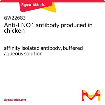 Anti-ENO1 antibody produced in chicken affinity isolated antibody, buffered aqueous solution