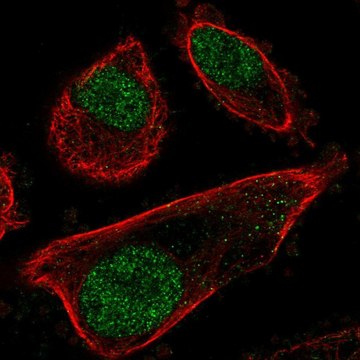 Anti-PRPF31 antibody produced in rabbit Prestige Antibodies&#174; Powered by Atlas Antibodies, affinity isolated antibody