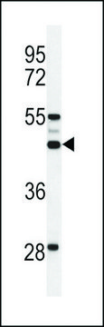 ANTI-OST ALPHA(C-TERMINAL) antibody produced in rabbit affinity isolated antibody, buffered aqueous solution