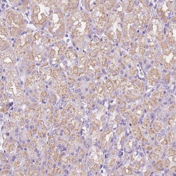 Anti-CEACAM7 antibody produced in rabbit Prestige Antibodies&#174; Powered by Atlas Antibodies, affinity isolated antibody, buffered aqueous glycerol solution