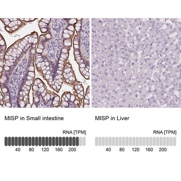 Anti-MISP antibody produced in rabbit Prestige Antibodies&#174; Powered by Atlas Antibodies, affinity isolated antibody, buffered aqueous glycerol solution