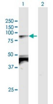 Anti-TBX2 antibody produced in mouse purified immunoglobulin, buffered aqueous solution