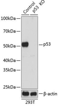 Anti- p53 antibody produced in rabbit