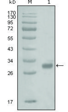 Monoclonal Anti-PAR1 antibody produced in mouse clone 6A7H10, ascites fluid