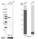 Anti-BAIAP2L1 antibody produced in rabbit Prestige Antibodies® Powered by Atlas Antibodies, affinity isolated antibody, buffered aqueous glycerol solution