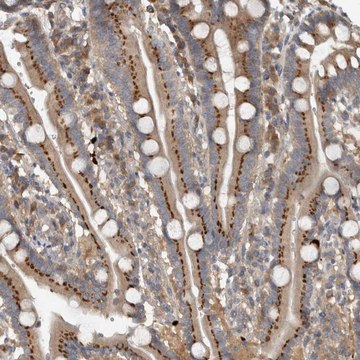 Anti-CLCN2 antibody produced in rabbit Prestige Antibodies&#174; Powered by Atlas Antibodies, affinity isolated antibody, buffered aqueous glycerol solution