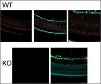 Anti-PANX1 affinity isolated antibody