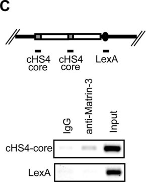 Anti-LexA Antibody, DNA-binding region Upstate&#174;, from rabbit