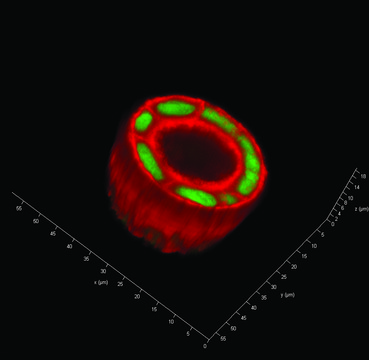 TrueGel3D 水凝胶试剂盒 SLO-DEXTRAN, allow cell recovery, PEG non cell-degradable crosslinker