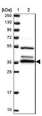 Anti-BPNT1 antibody produced in rabbit Prestige Antibodies® Powered by Atlas Antibodies, affinity isolated antibody, buffered aqueous glycerol solution