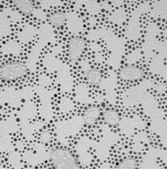 (11-巯基十一烷基)四(乙二醇)官能化金纳米粒子 2 % (w/v) in H2O
