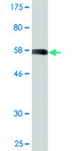 Monoclonal Anti-PQBP1 antibody produced in mouse clone 3H7, purified immunoglobulin, buffered aqueous solution