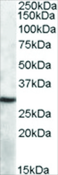 Anti-APOBEC1 antibody produced in goat affinity isolated antibody, buffered aqueous solution