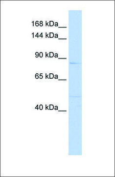 Anti-MUC12 antibody produced in rabbit affinity isolated antibody