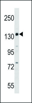 ANTI-PER1 (C-TERM) antibody produced in rabbit IgG fraction of antiserum, buffered aqueous solution