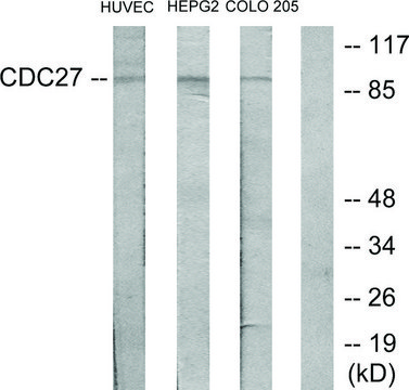 Anti-H-NUC antibody produced in rabbit affinity isolated antibody