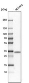 Anti-STX11 antibody produced in rabbit Prestige Antibodies® Powered by Atlas Antibodies, affinity isolated antibody, buffered aqueous glycerol solution