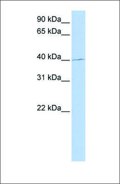 Anti-PAX1 (ab1) antibody produced in rabbit affinity isolated antibody