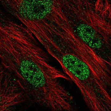 Anti-CDK2AP1 antibody produced in rabbit Prestige Antibodies&#174; Powered by Atlas Antibodies, affinity isolated antibody