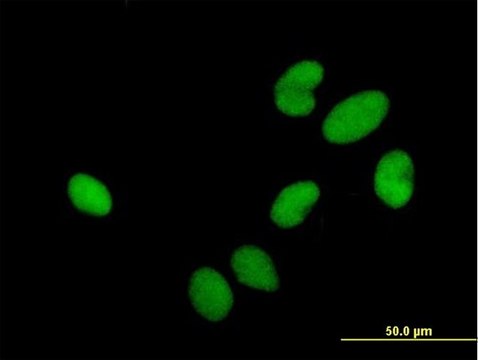 Anti-HIRIP3 antibody produced in mouse purified immunoglobulin, buffered aqueous solution