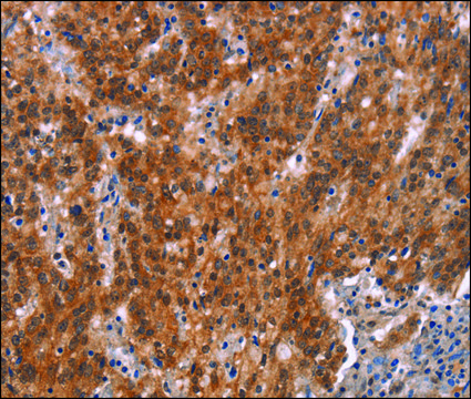 Anti-GNAT3 antibody produced in rabbit affinity isolated antibody