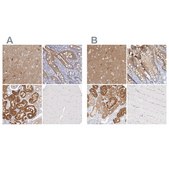 Anti-GDA antibody produced in rabbit Prestige Antibodies® Powered by Atlas Antibodies, affinity isolated antibody, buffered aqueous glycerol solution