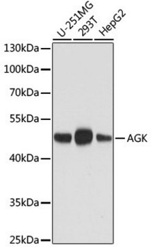 Anti-AGK antibody produced in mouse