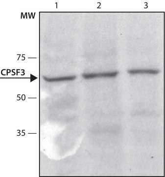 Anti-CPSF3 (C-terminal) antibody produced in rabbit IgG fraction of antiserum, buffered aqueous solution