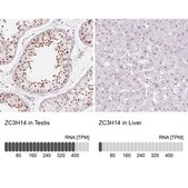 Anti-ZC3H14 antibody produced in rabbit Prestige Antibodies® Powered by Atlas Antibodies, affinity isolated antibody, buffered aqueous glycerol solution