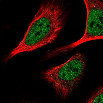 Anti-KHSRP antibody produced in rabbit Prestige Antibodies&#174; Powered by Atlas Antibodies, affinity isolated antibody