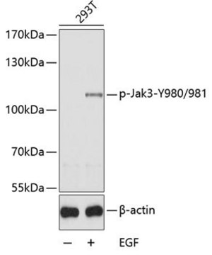 Anti-Phospho-Jak3-Y980/981 antibody produced in rabbit